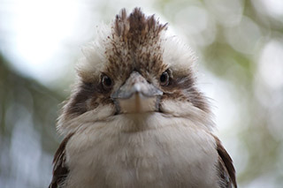 Fluffy Bird